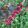 Zrnková káva Guatemala Huehuetenango SHB 250 g