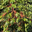 Zrnková káva Guatemala Huehuetenango SHB 250 g